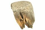 Woolly Mammoth Molar - Nice Roots #232730-3